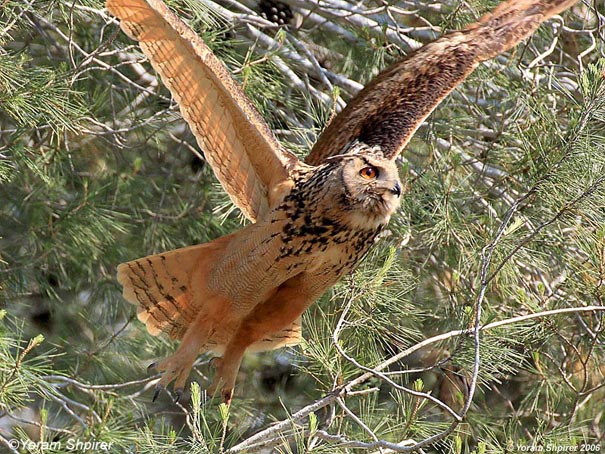 אוח עיטי Eurasian Eagle-Owl  Bubo bubo                           שפלת יהודה,מאי 2006.צלם:יורם שפירר          